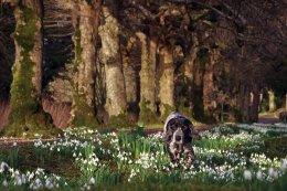 Chester at The Argory