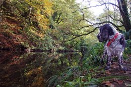 Clare Glen Co Armagh