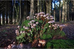 Fungi Co Armagh