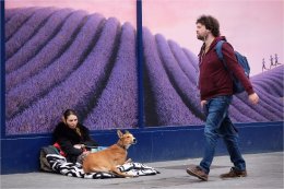 Lavender Field Street life