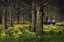 Marie Curie Daffodil fields in Sefton Park Liverpool