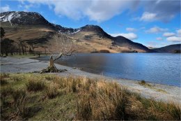 Old tree Buttermere