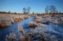 Peatlands Park Co. Tyrone