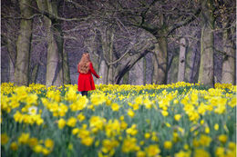 Picking Daffodils