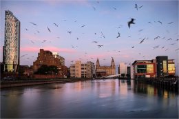 Seagull invasion at Prince's Dock Liverpool