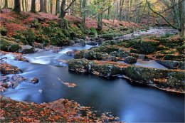 Shimna River Co Down in Autumn