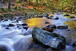 Shimna River Tollymore in Autumn colour