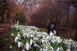 Snowdrop Walk