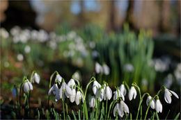 Snowdrops at The Argory
