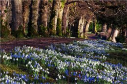 Spring at The Argory Co Armagh
