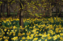 Spring colours at Sefton Park