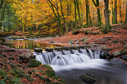 Tollymore Forest Co. Down