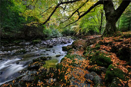 Tollymore autumn colours