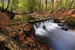 Tollymore stepping stone path