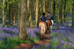 Trecking through the Bluebells