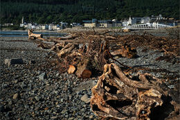 Washed up onto Newcastle beach