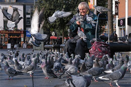 Williamson Square Pigeon fancier