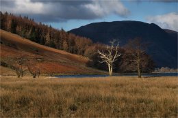 Winter tree at Butterhead