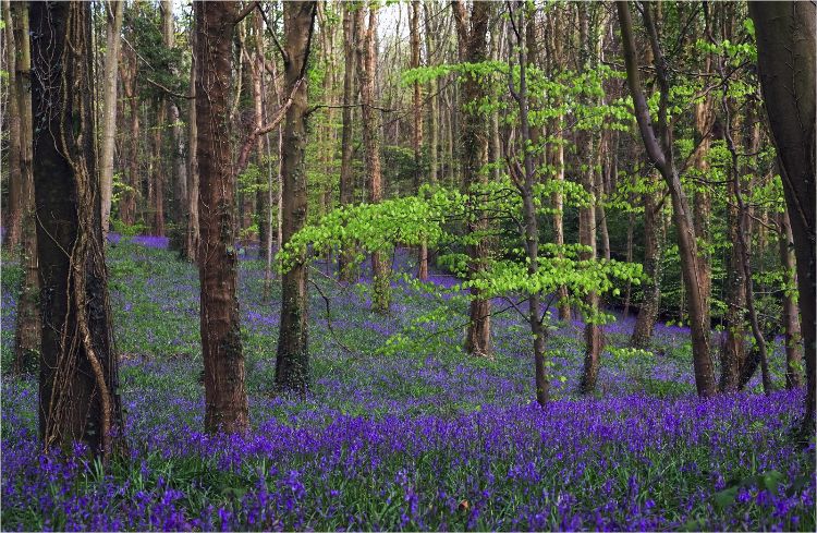 Woodland spring carpet