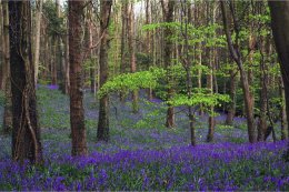 Woodland spring carpet