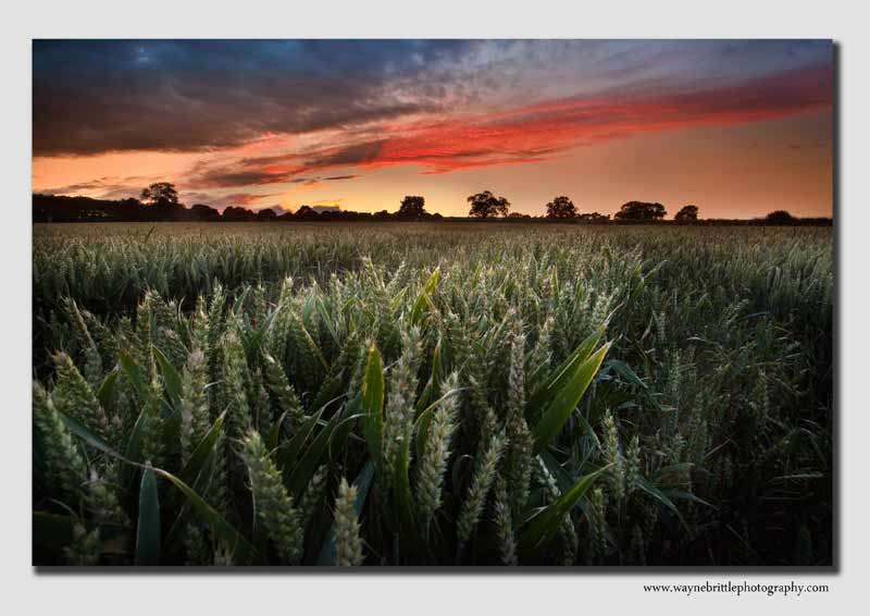 Cornfield - Staffordshire - SS7387