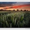 Cornfield - Staffordshire - SS7387
