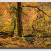 Autumn-Light---Pan-3-5dsr