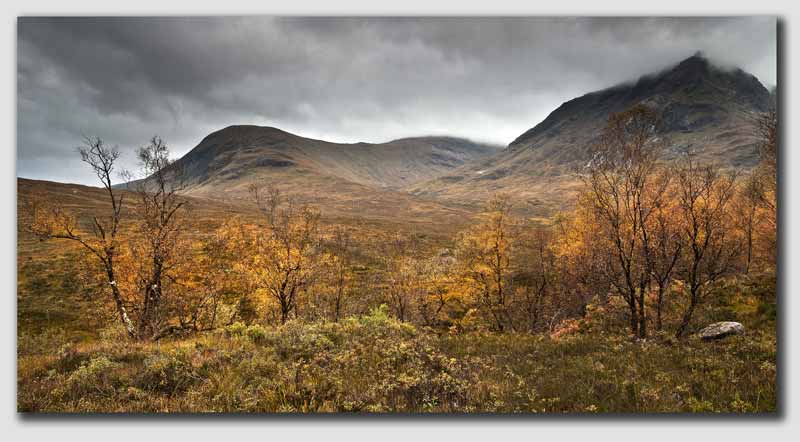 Rannoch Moor - Autumn Trees - SCS1618