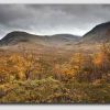 Rannoch Moor - Autumn Trees - SCS1618