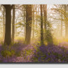 Bluebell-Light-Pano