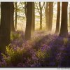Bluebells-morning---W5D32085