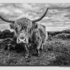 Curbar Cow - 30019