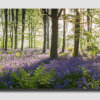Derbyshire-Bluebell-Pano