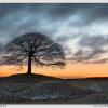 'The Tree' around Sunrise