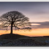 'The Tree' Pre-Dawn Light