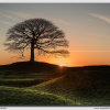 'The Tree' at Sunrise
