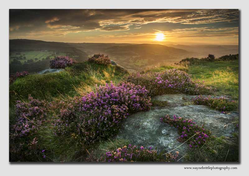 Heather and Light - PS0110