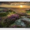 Heather and Light - PS0110