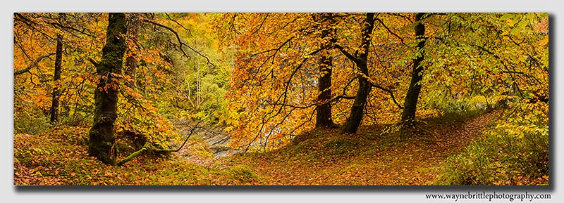 Scottish Highland - Autumn Panorama