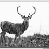 Highland-Stagg---W5D39559