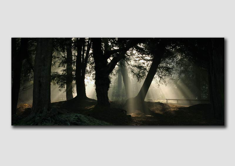Misty Morning Light v2 - DP013