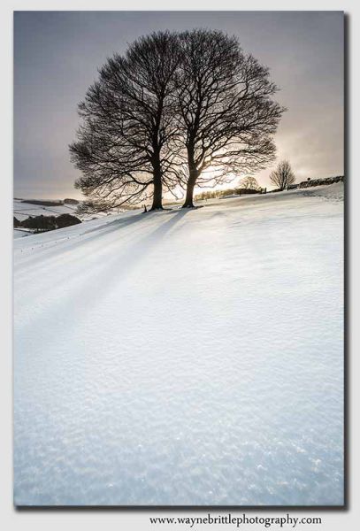 Winter Trees in the snow - 8047
