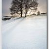 Winter Trees in the snow - 8047