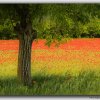 Tuscany Poppyfield - W5DSR0823