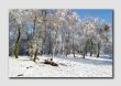 Winter Trees on Stanton Moor - PS032