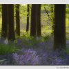 Spring-Bluebells---soft-fx------W5D32500