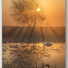 Swan in the Light