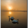 Swans on a Golden Pond 2 - DS3228