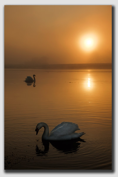 Swan's on a Golden Pond 3 - DS3235