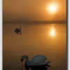 Swan's on a Golden Pond 3 - DS3235